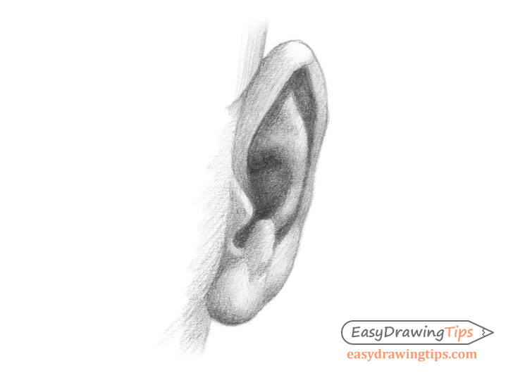 How to Draw an Ear From the Front Step by Step - EasyDrawingTips