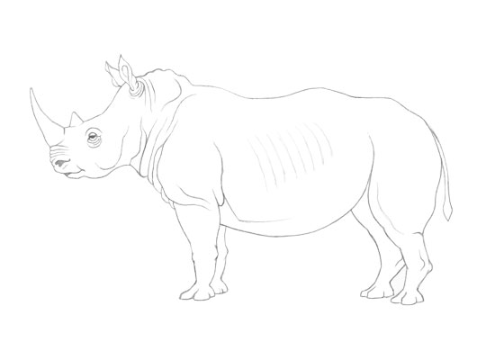 Rhinoceros drawing tutorial