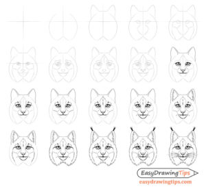 How To Draw A Lynx Step By Step Easy - Martinez Diente