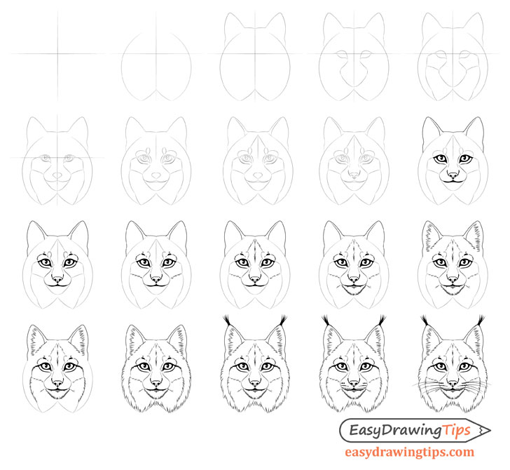 Lynx face drawing step by step