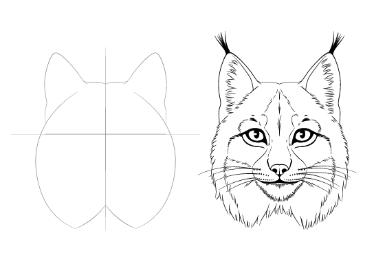 Lynx face drawing tutorial