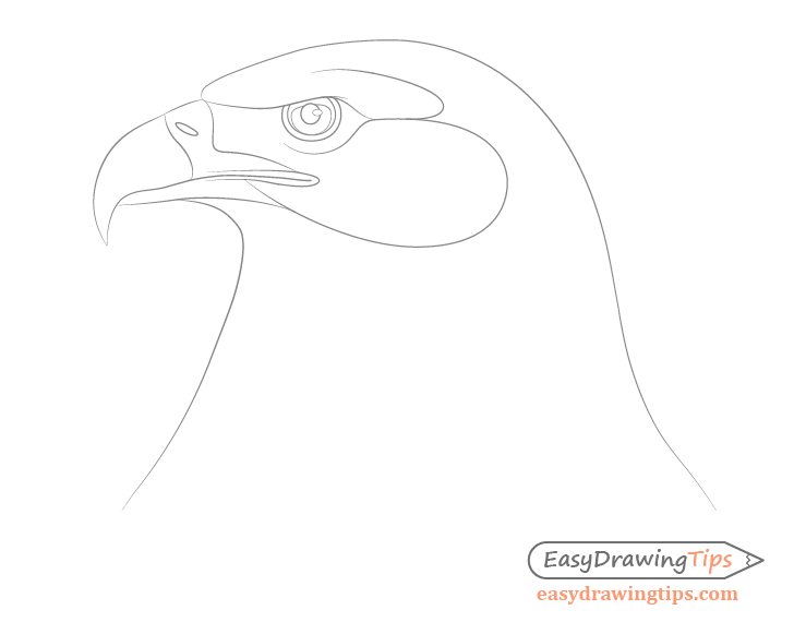 Bald Eagle Drawing - HelloArtsy