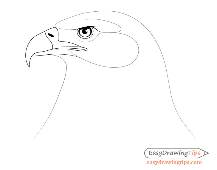 Draw an Eagle | Easy drawing steps, Step by step drawing, Eagle drawing