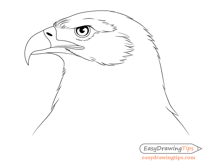 how to draw a eagle feather step by step