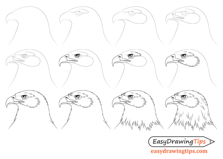 eagle head drawing step by step