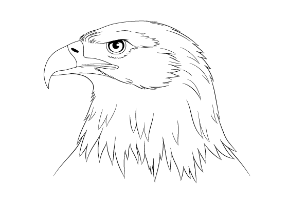 Eagle head drawing tutorial