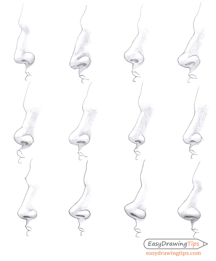 How to Draw Different Nose Types EasyDrawingTips