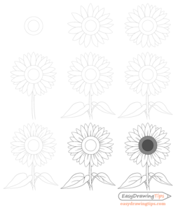 How To Draw A Sunflower Step By Step - Easydrawingtips