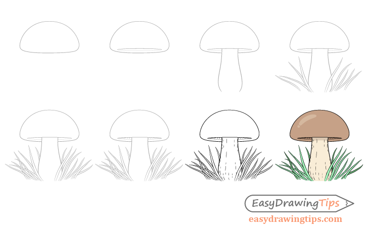 How to Draw a Mushroom - An Easy Guide to Drawing Mushrooms